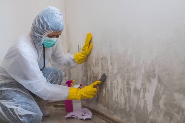 Best Industrial Mold Remediation  in Danville, IA