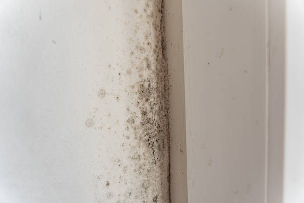 Danville, IA Mold Removal Company